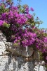 Bougainvillea on a Stone Wall Journal - 150 Page Lined Notebook/Diary (Paperback) - Cs Creations Photo