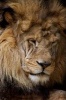 Sleeping Lion Journal - 150 Page Lined Notebook/Diary (Paperback) - Cool Image Photo