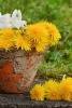 Yellow and White Flowers in a Terra Cotta Pot - Blank 150 Page Lined Journal for Your Thoughts, Ideas, and Inspiration (Paperback) - Unique Journal Photo