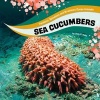 Sea Cucumbers (Hardcover) - Jody Sullivan Rake Photo