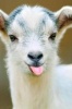 Goat Sticking Out Its Tongue Journal - 150 Page Lined Notebook/Diary (Paperback) - Cool Image Photo