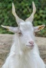 Girgentana Goat Standing Tall, for the Love of Animals - Blank 150 Page Lined Journal for Your Thoughts, Ideas, and Inspiration (Paperback) - Unique Journal Photo