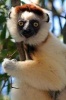 Verreaux's Sifaka Lemur in Madagascar Journal - 150 Page Lined Notebook/Diary (Paperback) - Cool Image Photo