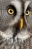 Close Up of a Grey Owl Journal - 150 Page Lined Notebook/Diary (Paperback) - Cs Creations Photo