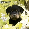 Rottweiler Puppies Calendar 2017 (Paperback) - Avonside Publishing Ltd Photo