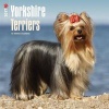 Yorkshire Terriers 2017 Square (Calendar) - Inc Browntrout Publishers Photo