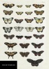  Butterflies Notebook (Diary) - Natural History Museum Photo