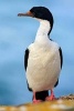 Imperial Shag (Phalacrocorax Atriceps) Bird Journal - 150 Page Lined Notebook/Diary (Paperback) - Cool Image Photo