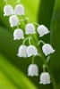 A Brilliant White Blooming Lily of the Valley Flower - Blank 150 Page Lined Journal for Your Thoughts, Ideas, and Inspiration (Paperback) - Unique Journal Photo