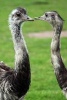 A Pair of Ostriches Flightless Bird Journal - 150 Page Lined Notebook/Diary (Paperback) - Cs Creations Photo