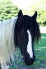 Lovely Piebald Black & White Horse Portrait Journal - 150 Page Lined Notebook/Diary (Paperback) - Cs Creations Photo