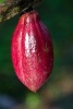 A Red Cocoa Pod Journal - 150 Page Lined Notebook/Diary (Paperback) - Cs Creations Photo