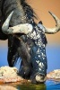 Blue Wildebeest Drinking Journal - 150 Page Lined Notebook/Diary (Paperback) - Cool Image Photo