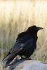 Carrion Crow (Corvus Corone) Bird Journal - 150 Page Lined Notebook/Diary (Paperback) - Cs Creations Photo