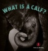 What is a Calf? (Paperback) - Siri Urang Photo