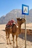 A "Parked" Camel in the Wadi Rum Desert Jordan Journal - 150 Page Lined Notebook/Diary (Paperback) - Cs Creations Photo