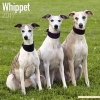 Whippet Calendar 2017 (Calendar) - Avonside Publishing Ltd Photo