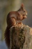 Red Squirrel Eating a Hazelnut Journal - 150 Page Lined Notebook/Diary (Paperback) - Cool Image Photo