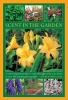 Scent in the Garden - Create a Fragrant Paradise to Enjoy Throughout the Year, Shown in 100 Stunning Photographs (Hardcover) - Andrew Mikolajski Photo