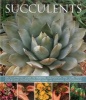 Succulents (Paperback) - Terry Hewitt Photo