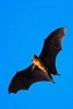 Giant Indian Fruit Bat (Pterpus Giganteus) Journal - 150 Page Lined Notebook/Diary (Paperback) - Cool Image Photo