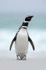 Magellanic Penguin (Spheniscus Magellanicus) in Antarctica Journal - 150 Page Lined Notebook/Diary (Paperback) - Cool Image Photo