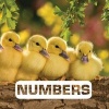 Numbers (Hardcover) - Judith Nouvian Photo