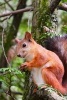 A Cute Little Red Squirrel High in a Tree - Blank 150 Page Lined Journal for Your Thoughts, Ideas, and Inspiration (Paperback) - Unique Journal Photo