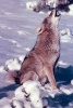 A Howling Coyote in the Snow Animal Journal - 150 Page Lined Notebook/Diary (Paperback) - Cs Creations Photo