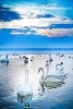 A Flock of Elegant White Swans on a Lake Journal - 150 Page Lined Notebook/Diary (Paperback) - Cs Creations Photo