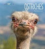 Ostriches (Hardcover) - Melissa Gish Photo