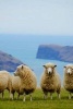 Sheep Near a Cliff in New Zealand - Blank 150 Page Lined Journal for Your Thoughts, Ideas, and Inspiration (Paperback) - Unique Journal Photo