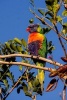 Rainbow Lorikeet in a Tree Journal - 150 Page Lined Notebook/Diary (Paperback) - Cs Creations Photo