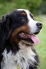 Bernese Mountain Dog Portrait Journal - 150 Page Lined Notebook/Diary (Paperback) - Cool Image Photo