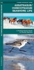 Assateague/Chincoteague Seashore Life - A Folding Pocket Guide to Familiar Species (Pamphlet, First) - James Kavanagh Photo