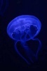 A Cool Jellyfish in Blue on Black - Blank 150 Page Lined Journal for Your Thoughts, Ideas, and Inspiration (Paperback) - Unique Journal Photo