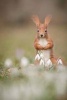 Red Squirrel in Spring Flowers Journal - 150 Page Lined Notebook/Diary (Paperback) - Cool Image Photo