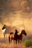 Four Wild Horses Standing in the Desert at Sunset American West Journal - 150 Page Lined Notebook/Diary (Paperback) - Cs Creations Photo