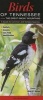 Birds of Tennessee, Incl. the Great Smoky Mountains - A Guide to Common & Notable Species (Paperback) - Greg R Homel Photo