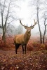 A Magnificent Red Deer Stag in an Autumn Forest Journal - 150 Page Lined Notebook/Diary (Paperback) - Cs Creations Photo