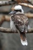 Kookaburra Bird Journal - 150 Page Lined Notebook/Diary (Paperback) - Cool Image Photo