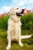 Golden Retriever Dog with Poppies Journal - 150 Page Lined Notebook/Diary (Paperback) - Cool Image Photo