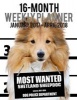 Most Wanted Shetland Sheepdog 2017-2018 Weekly Planner - 16 Month - Large (11 X 8.5-Inches) Daily Diary Monthly Yearly Calendar (Paperback) - Ironpower Publishing Photo