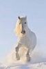 White Horse in the Winter Snow Journal - 150 Page Lined Notebook/Diary (Paperback) - Cs Creations Photo