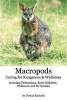 Macropods - Caring for Kangaroos and Wallabies (Paperback) - Donna Racheal Photo