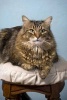 Maine Coon Cat on a Stool Journal - 150 Page Lined Notebook/Diary (Paperback) - Cool Image Photo