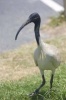 Australian White Ibis Bird Journal - 150 Page Lined Notebook/Diary (Paperback) - Cool Image Photo