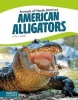 American Alligators (Hardcover) - Tyler Omoth Photo