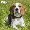 Beagle Calendar 2017 (Calendar) - Avonside Publishing Ltd Photo