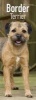 Border Terrier Slim Calendar 2017 (Calendar) -  Photo